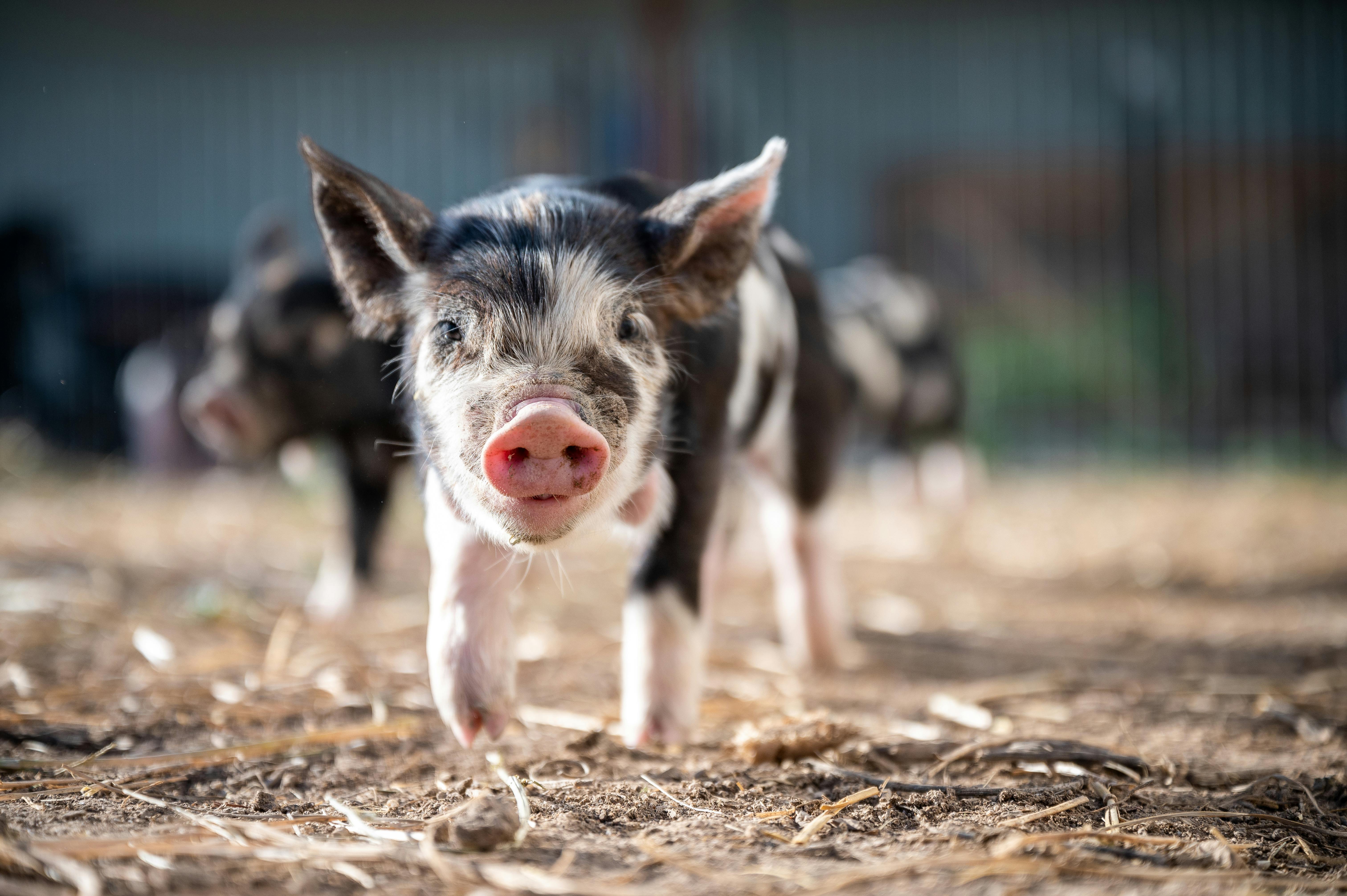 adorable piglet strolling on dry terrain on farm