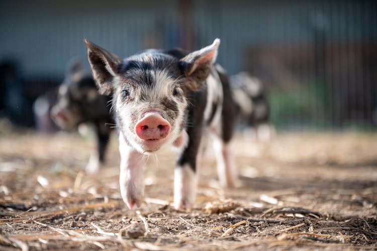 Adorable Piglet Strolling On Dry Terrain On Farm