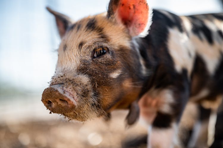 Small Pig With Dirty Muzzle On Farm