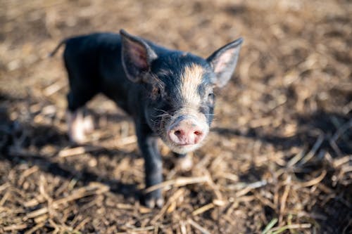 Cute piglet standing on grass land in countryside