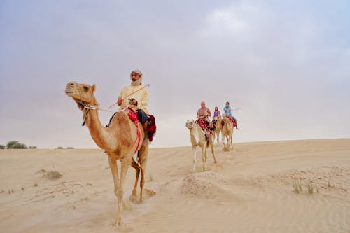 Free People Riding Camel in the Desert Stock Photo