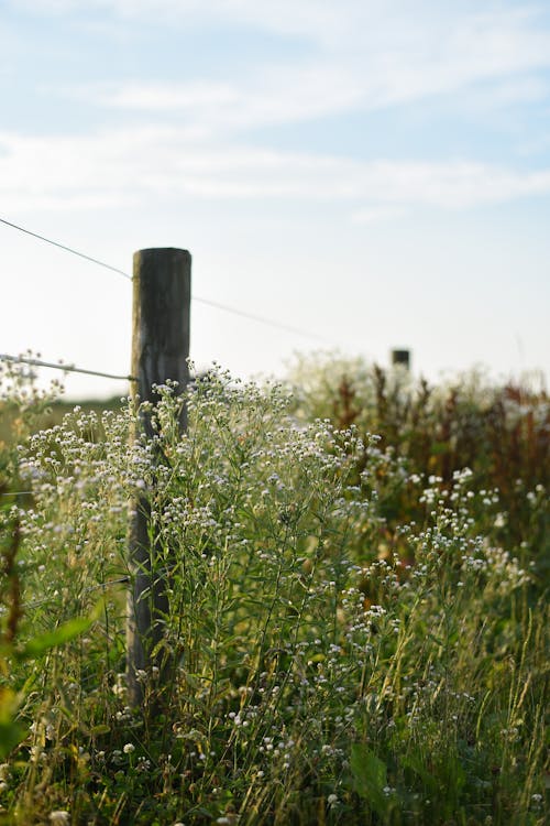 Kostenloses Stock Foto zu ackerland, außerorts, blühen