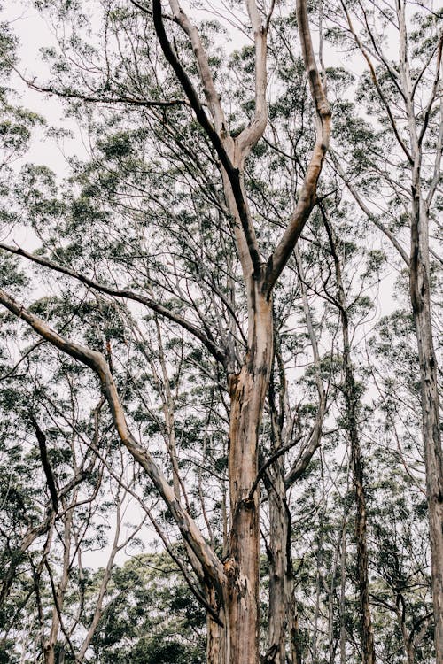 Tall trees in woods in daytime