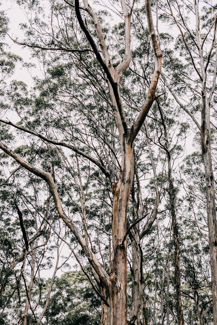 Tall Trees In Woods In Daytime