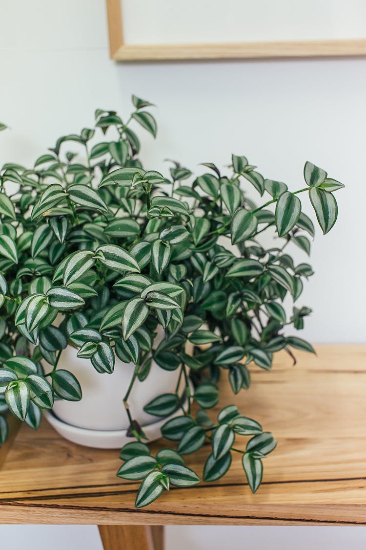 Green Potted Plant On Wooden Shelf