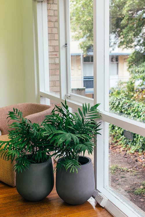 High angle of potted green plants near soft armchair and big window in interior of modern house