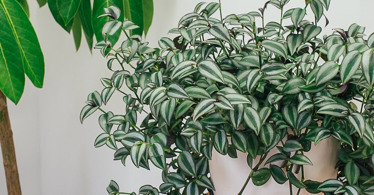 How to plant a lime tree in a pot