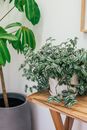 Fresh exotic potted inch plant placed on wooden table near big Australia umbrella tree decorating light room