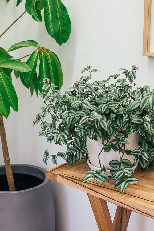 Free Fresh exotic potted inch plant placed on wooden table near big Australia umbrella tree decorating light room Stock Photo