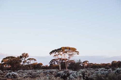 Eucalyptus cladocalyx trees growing in field at sundown