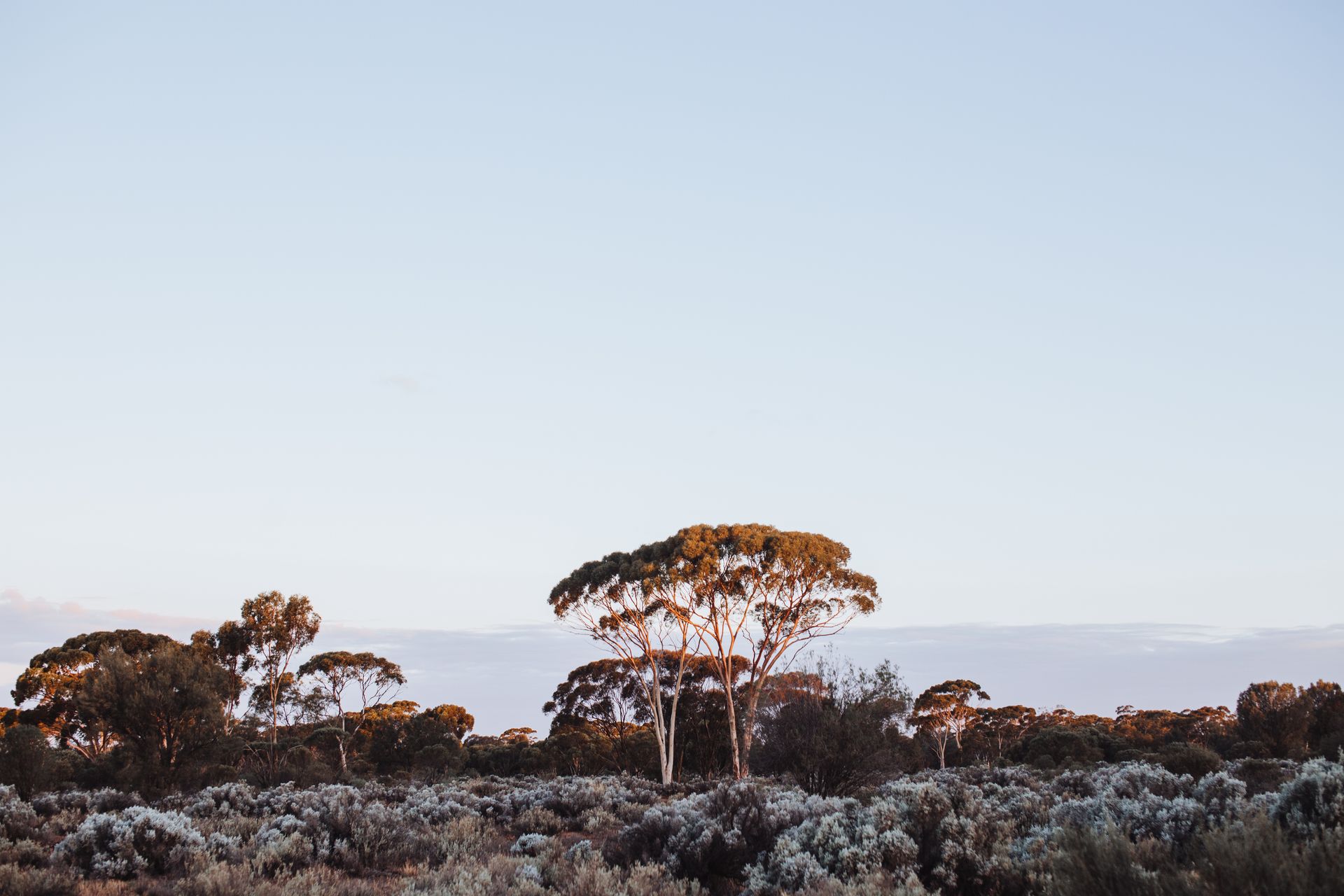 Eucalyptus cladocalyx trees growing in field at sundown