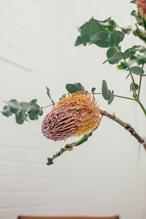 Banksia growing on twig in room