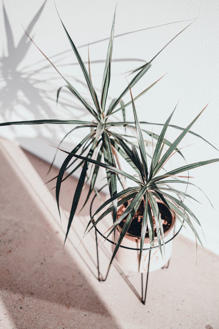 Green Plant In A Pot