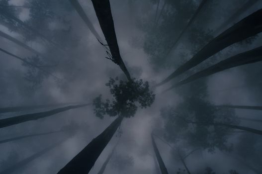 Low Angle Shot of Tall Tress