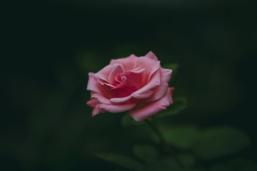 Close-Up Photograph of a Rose with Pink Petals