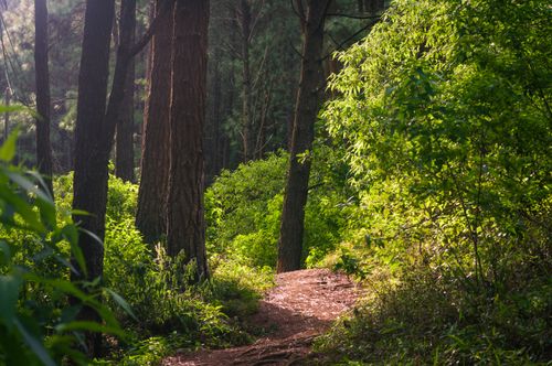 Free Discover peacefulness in this tranquil forest path surrounded by vibrant green foliage. Stock Photo