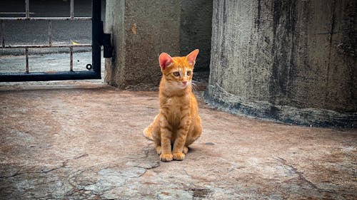 Free stock photo of cat, cute, hello kitty