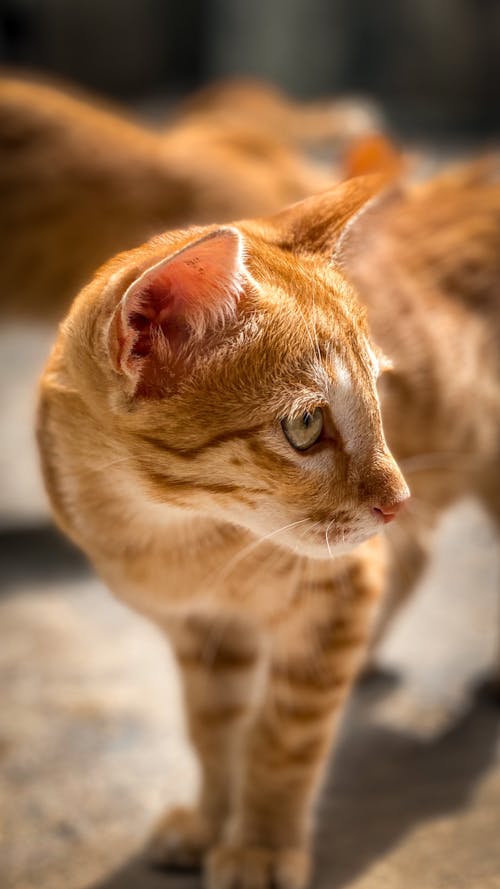 Free stock photo of cat, cat eye, close-up