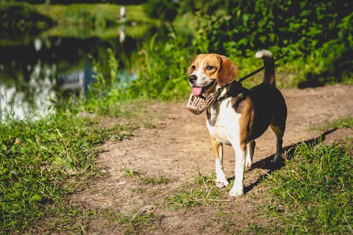 Tricolor Beagle on Dirt Ground