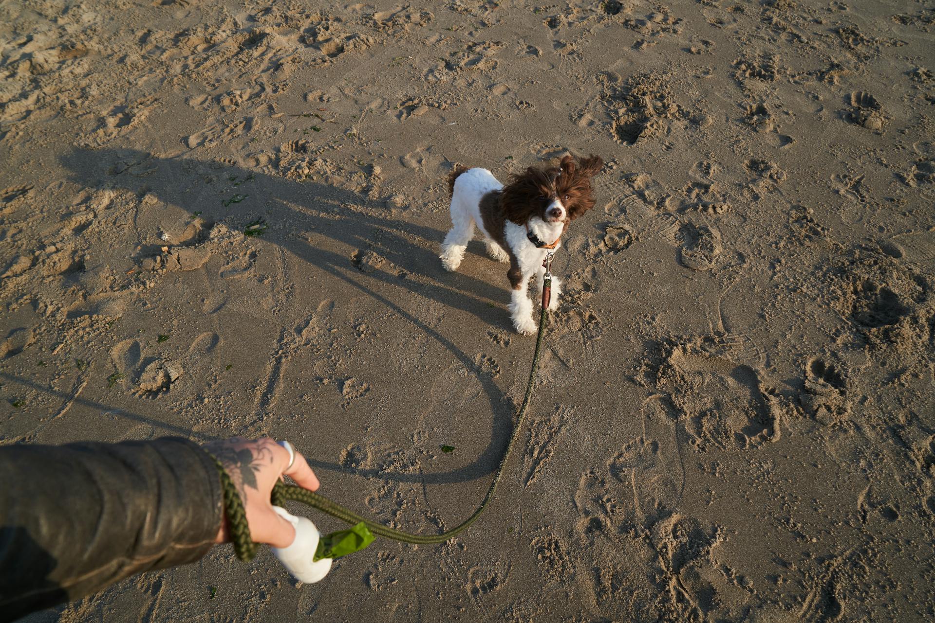 Dog with Leash on Sand