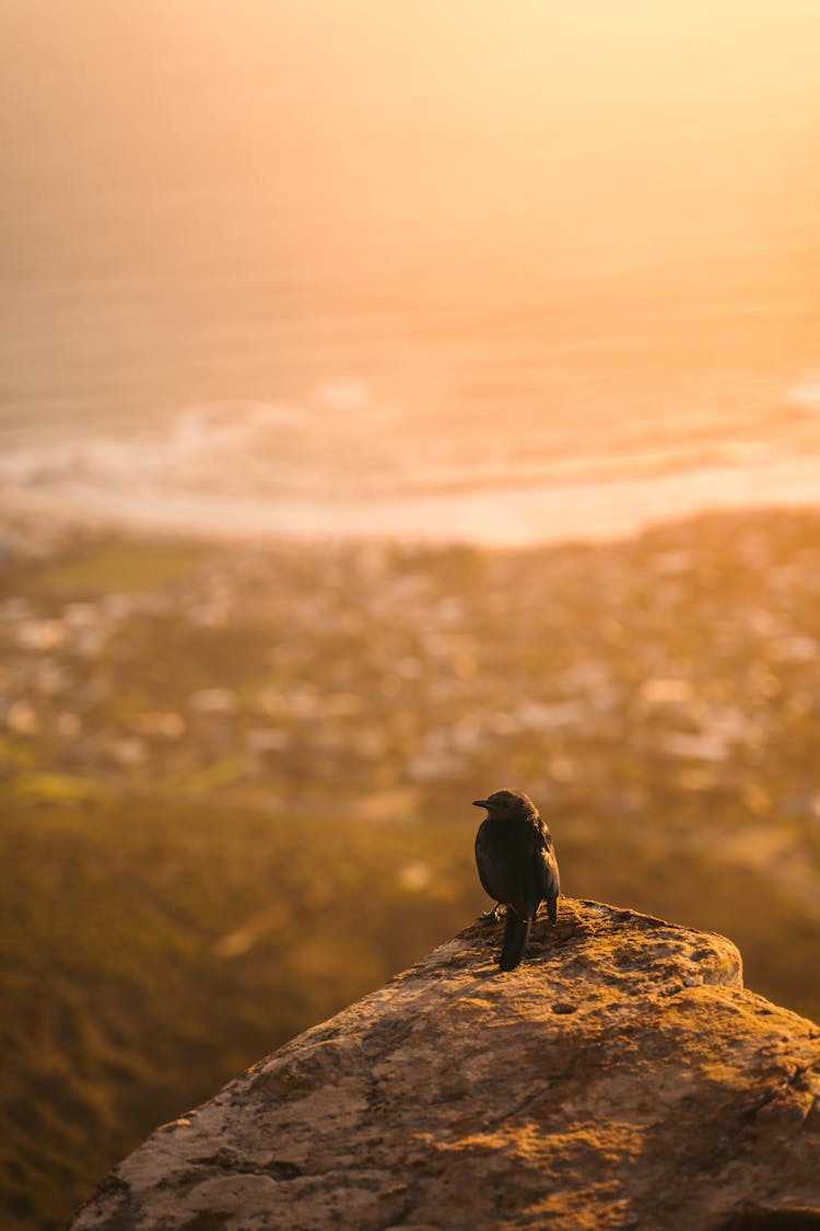 Bird Perched On Top Of Rock 