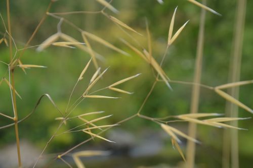 Free stock photo of flower Stock Photo