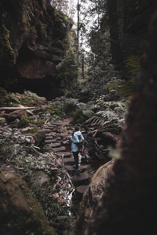 Fotos de stock gratuitas de aventura, bosque, caminante