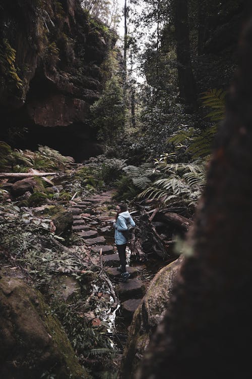 Foto d'estoc gratuïta de aventura, bosc, boscos