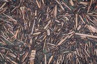 Brown Dried Leaves on Ground