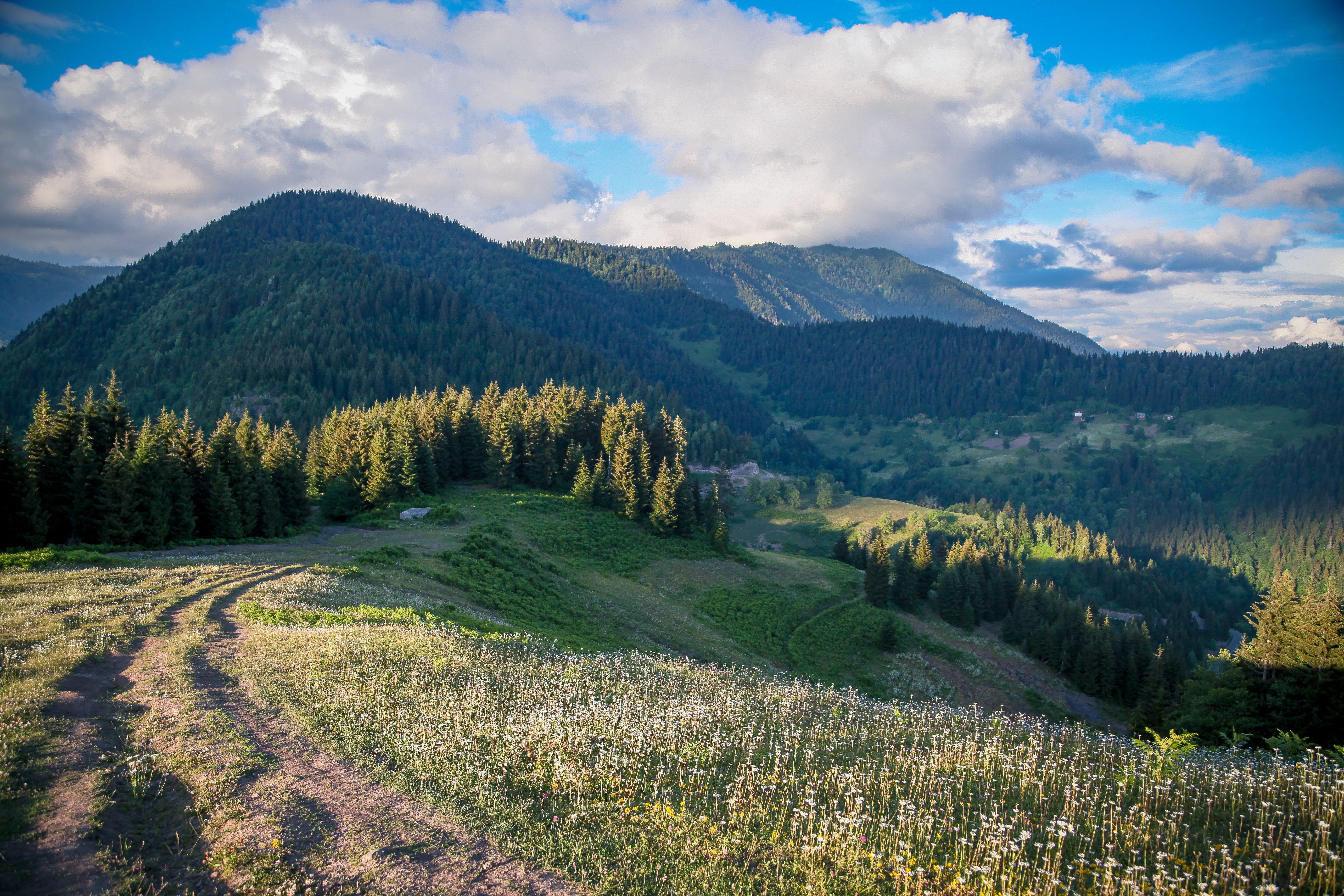 Scenic View of Hills and Pine Trees · Free Stock Photo