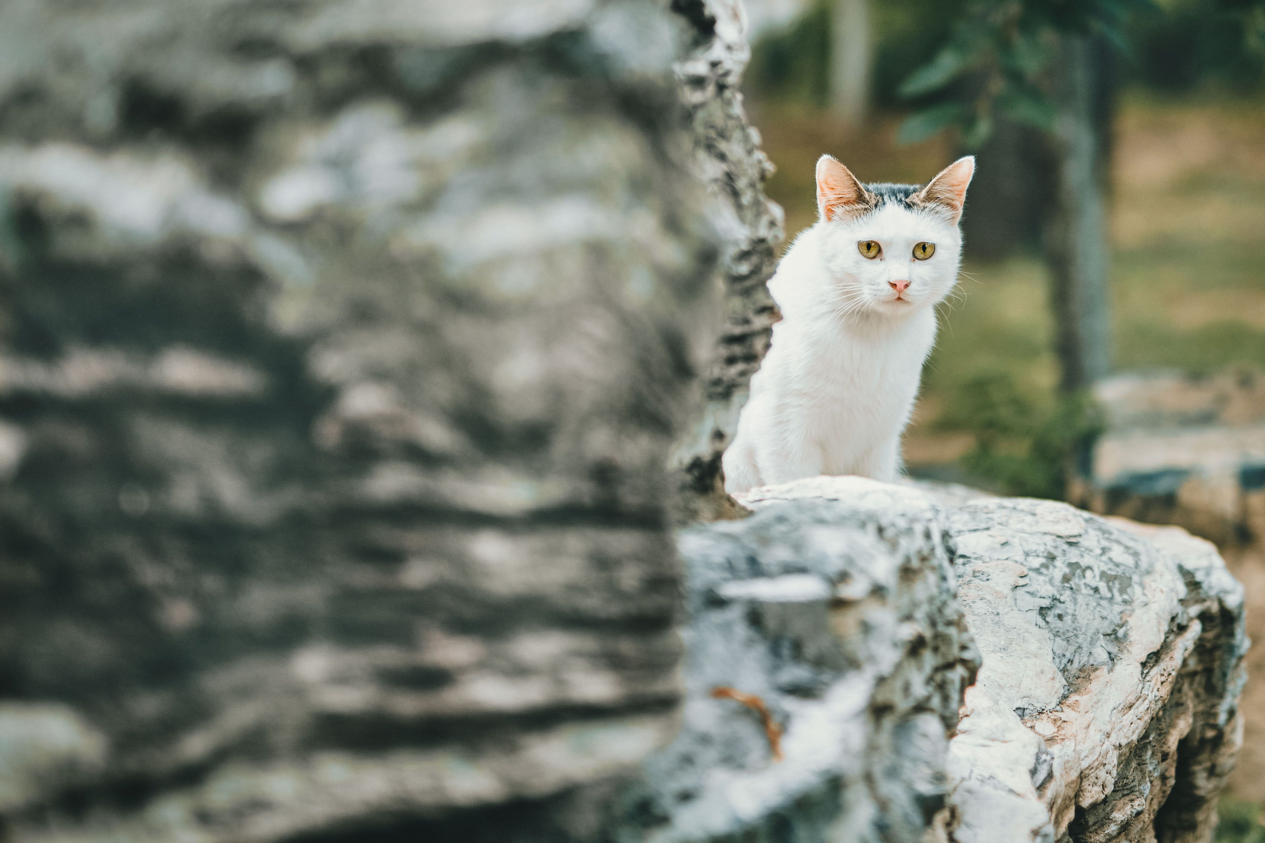 一只可爱的白色小猫从户外质朴的石头后面好奇地探出头来，非常适合动物爱好者