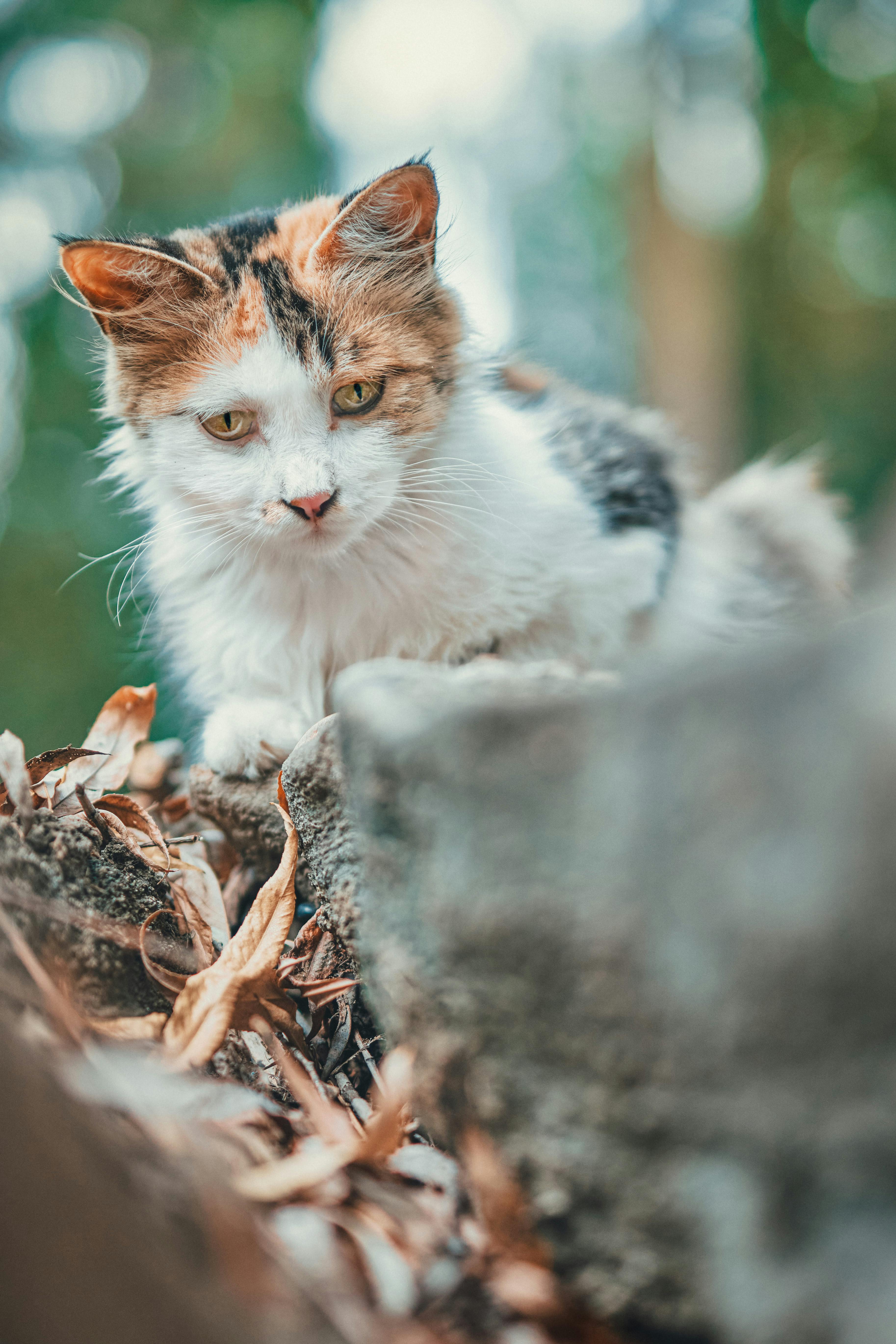 cat peeking in tilt shot photography