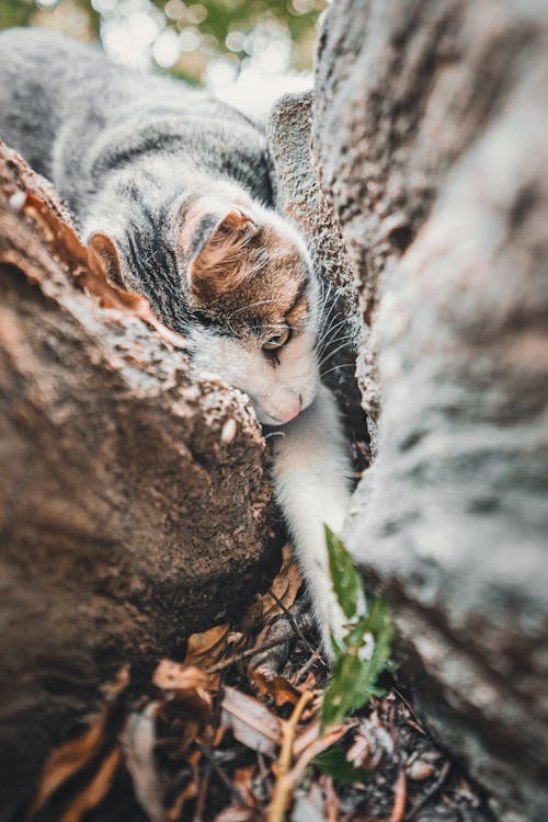 Foto d'estoc gratuïta de adorable, animal domèstic, arribant