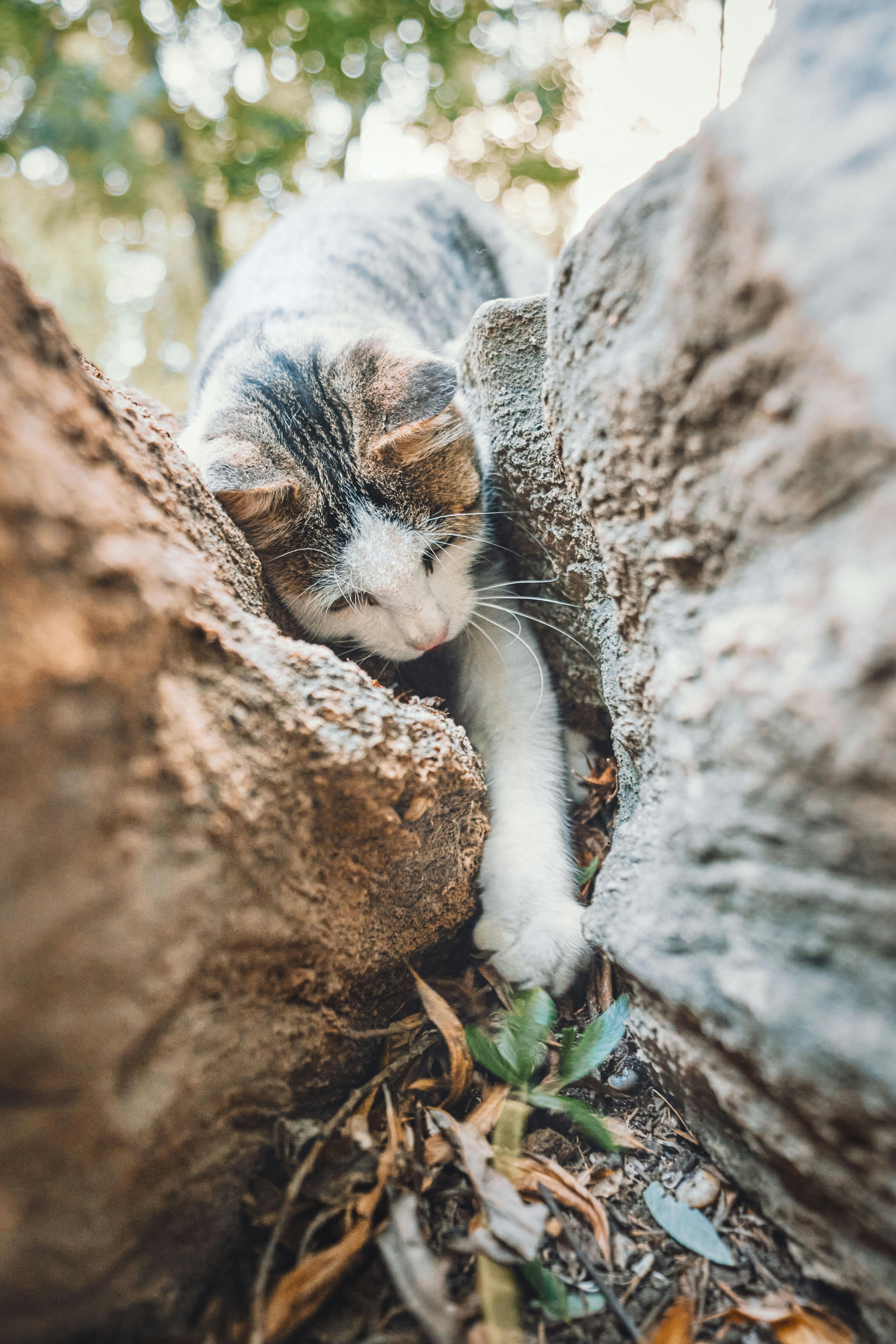 一只可爱的虎斑猫在户外岩石间探索，展现出好奇与魅力