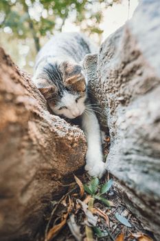 一只可爱的虎斑猫在户外岩石间探索，展现出好奇与魅力
