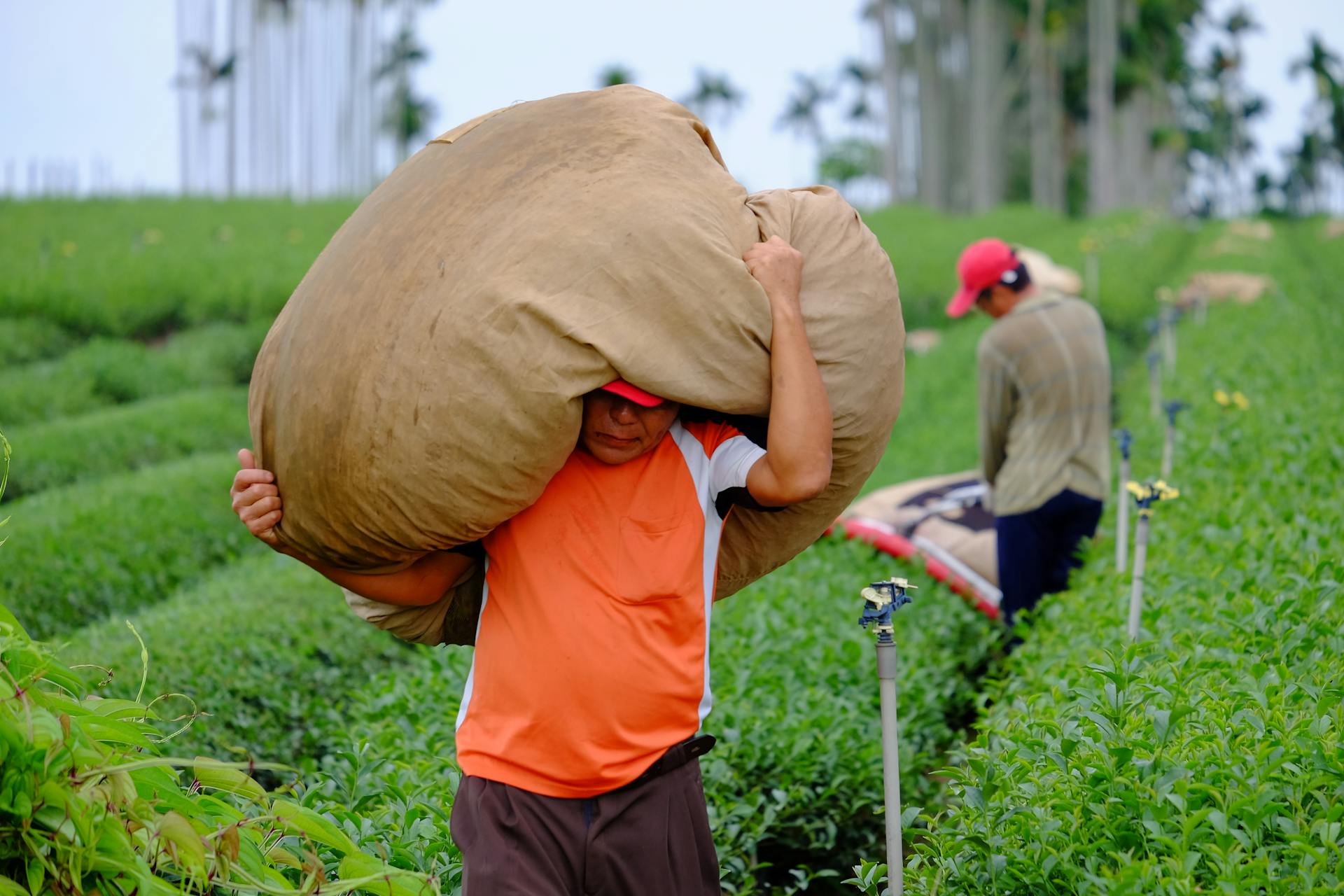 Two farm workers carry large sacks of harvested crops across lush green fields.