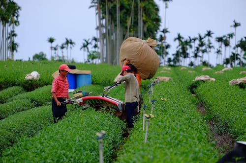 가방, 노동자, 농업의 무료 스톡 사진