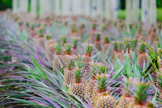 Pineapple Paradise: From Seed to Slice – A Minimalist's Guide to Growing Your Own Tropical Treat