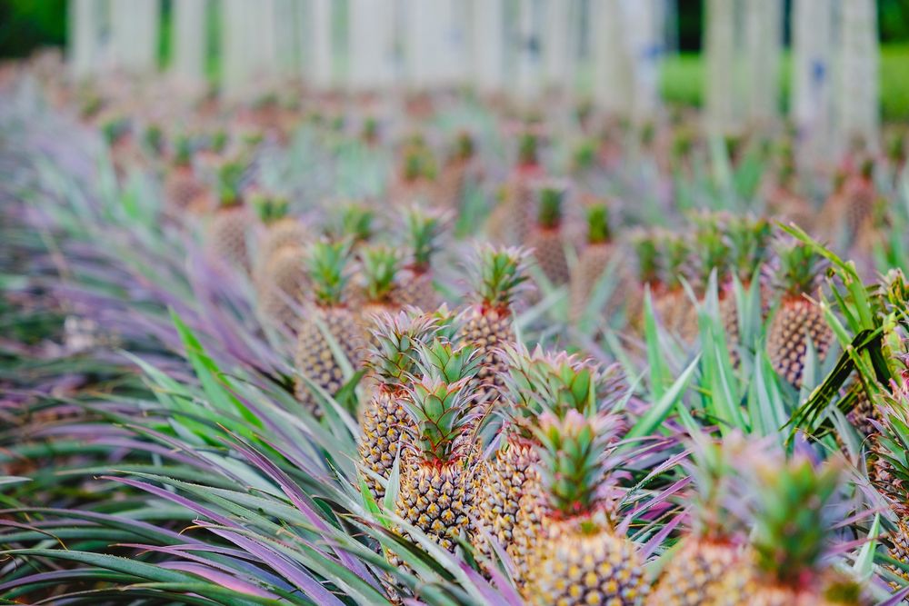 Fresh pineapples growing in a field