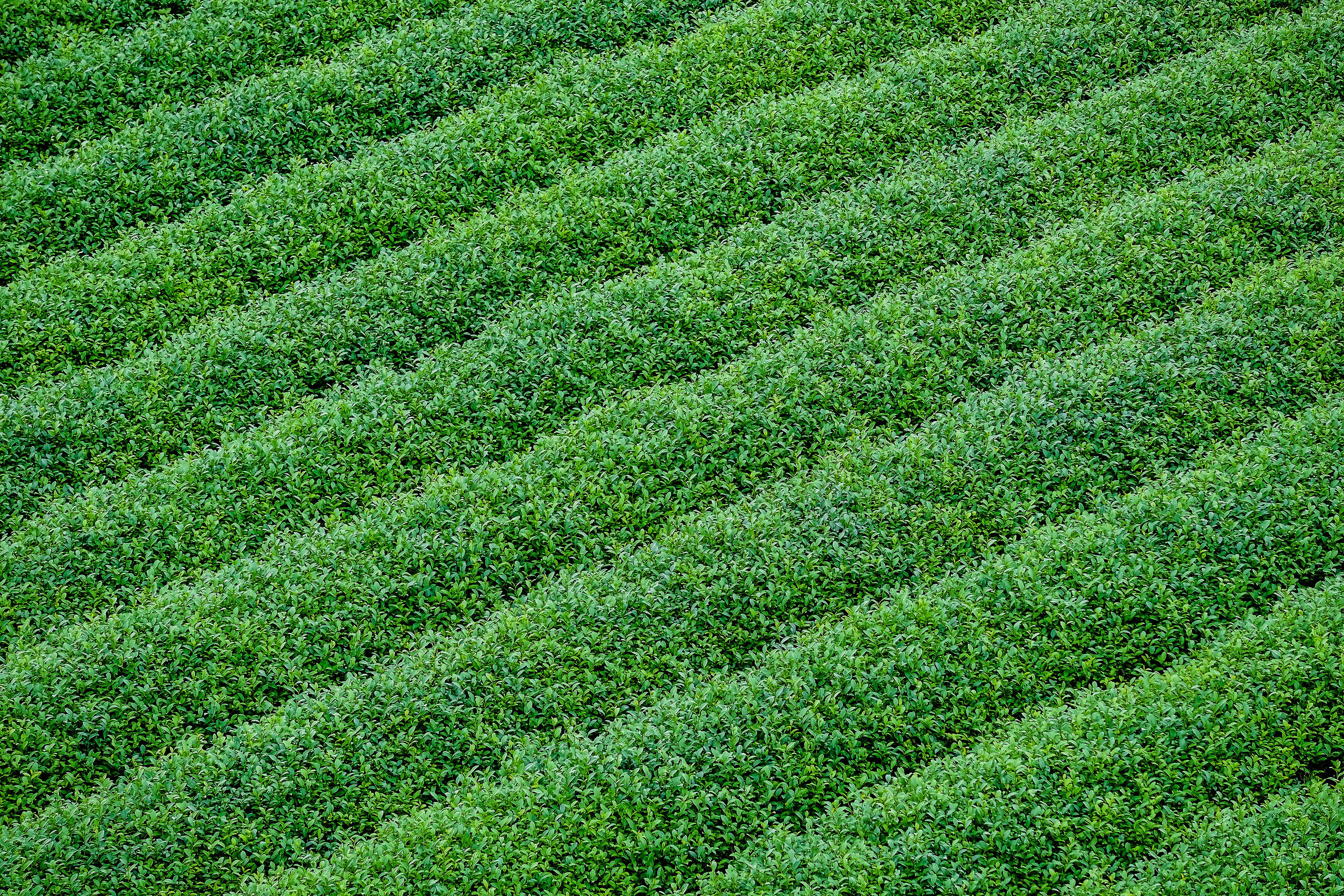 Close-up of bright green shade-covered tea rows on a Japanese tea farm in Uji, with black netting filtering sunlight ove