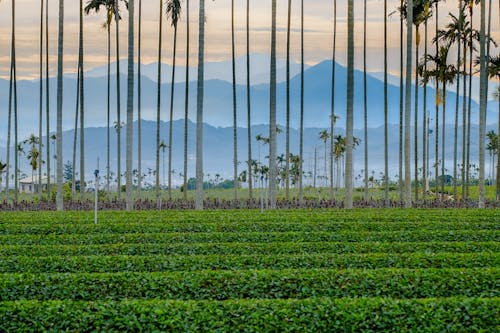 Palm Trees Towering over Plantation