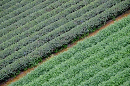 Immagine gratuita di agricoltura, azienda agricola, campo