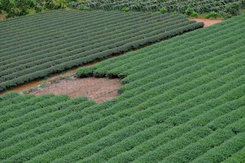Fotos de stock gratuitas de campo agrícola, campos de cultivo, foto con dron