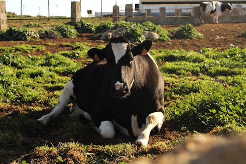cara de vaca, leche, queso içeren Ücretsiz stok fotoğraf