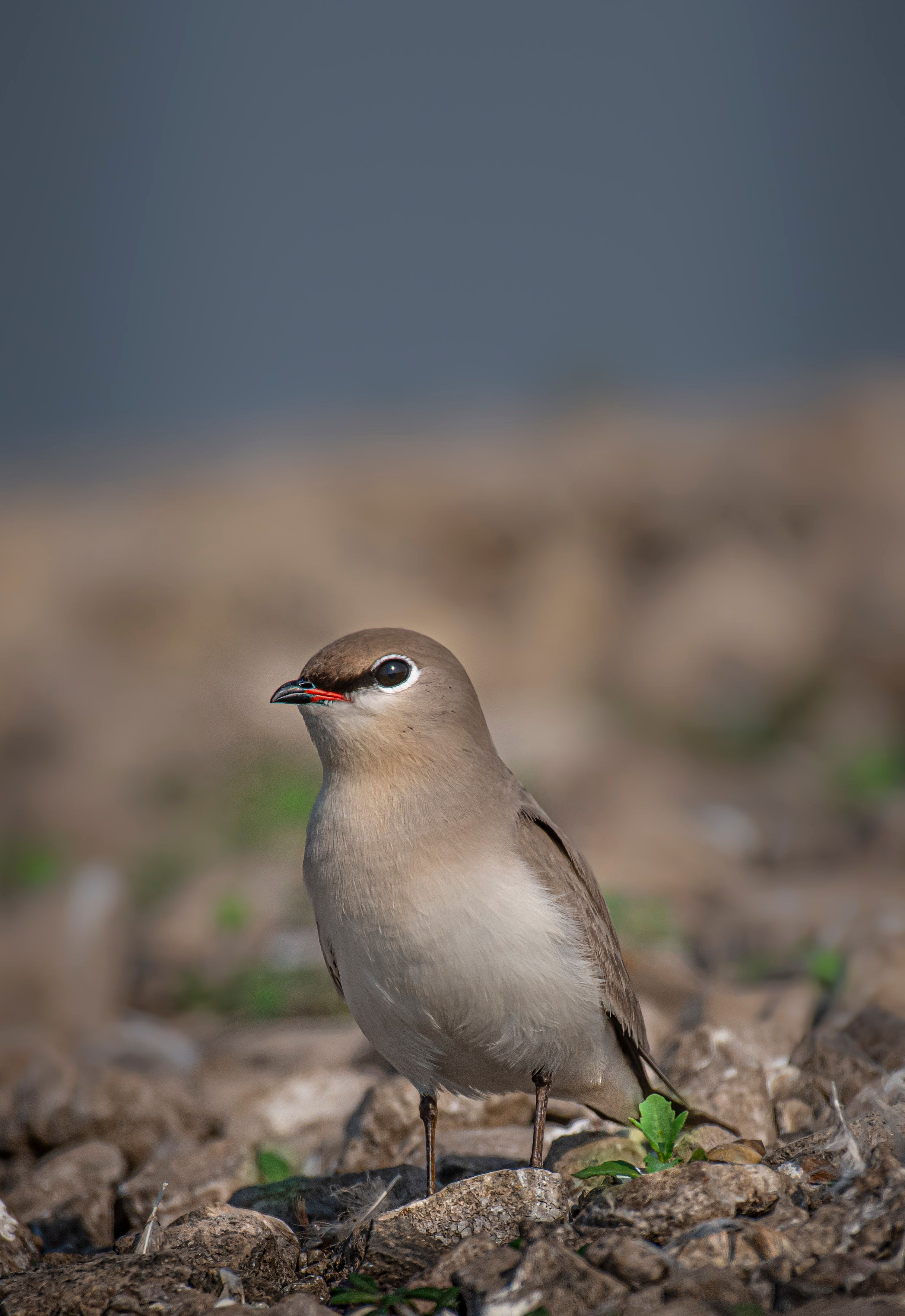Tiny adorable pratincole with soft gray feathers and small beak on ground with green sprouts on blurred background
