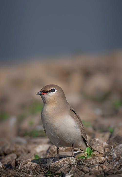 Tiny adorable pratincole with soft gray feathers and small beak on ground with green sprouts on blurred background