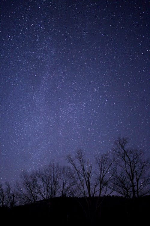 Black Tree Under Purple and Black Sky during Night Time · Free Stock Photo