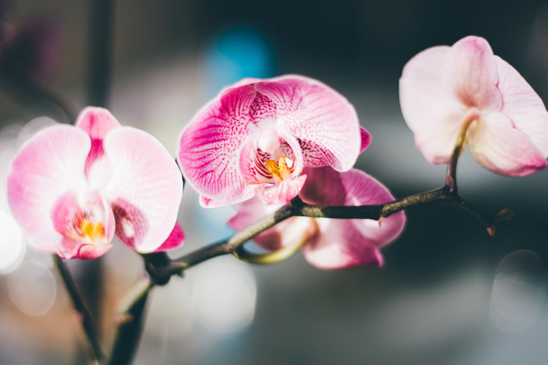 Ingyenes stockfotó gyár, közelkép, lepke orchidea témában Stockfotó