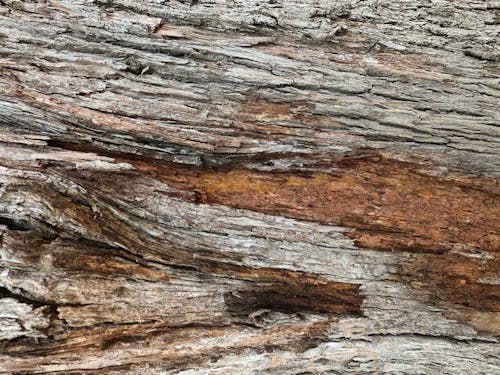 Ingyenes stockfotó barna, fa, fából készült témában
