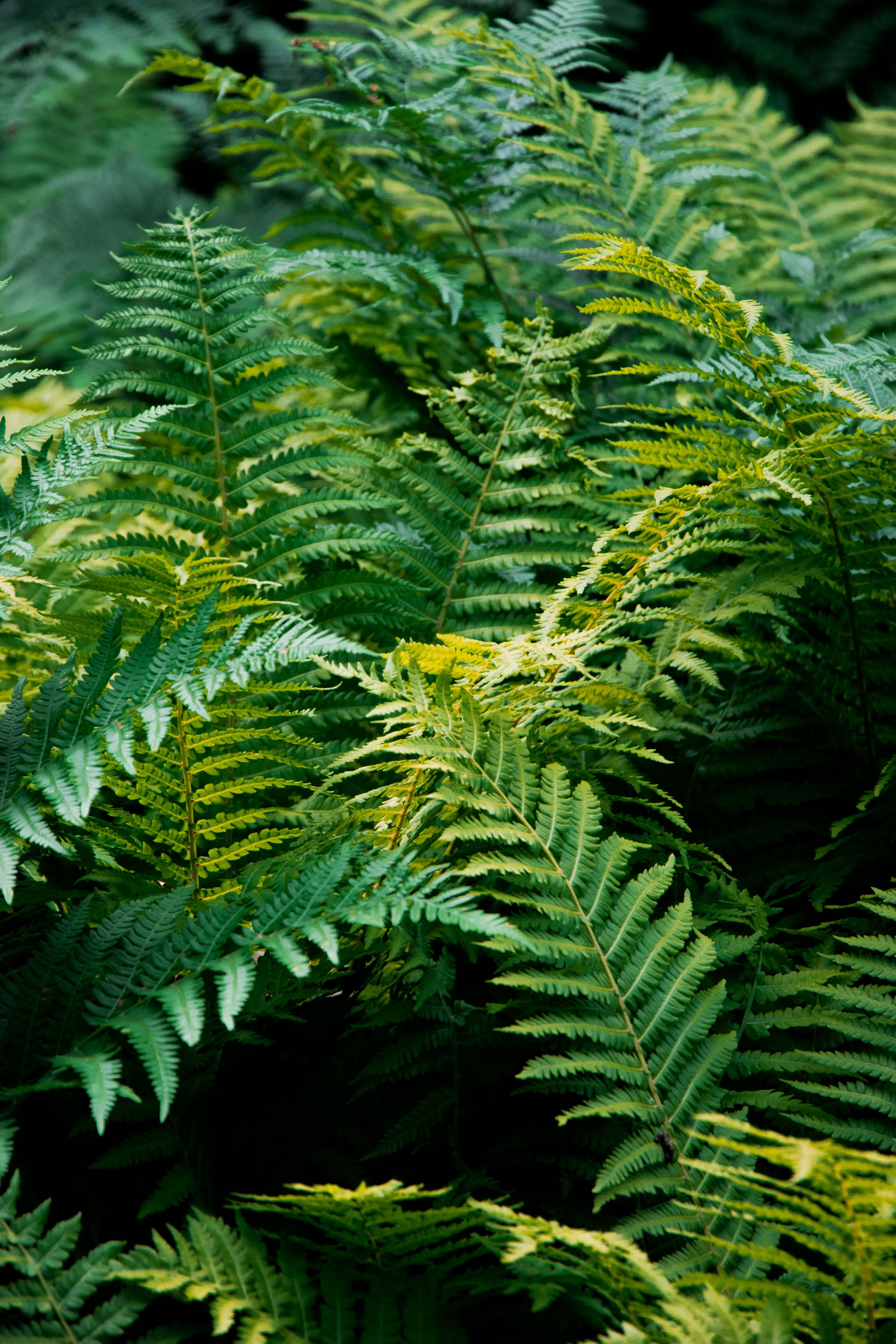 Beautiful vibrant green ferns captured in a natural outdoor setting. Perfect for nature themes.